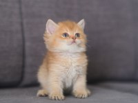 Orijinal Safkan British Shorthair Dişi