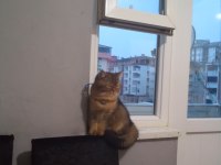4 aylık british shorthair
