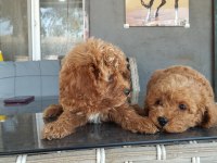 Standart poodle efsane bebekler