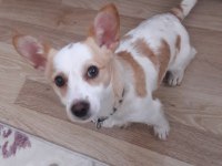 Jack russell köpeğim