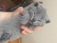 Eğitimli 2.5 aylık yavrular scottish fold