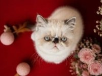 Safkan exotic shorthair bebekler yuvalarını arıyor