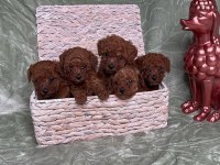 Eğitimli Sosyal Toy Poodle Yavrular