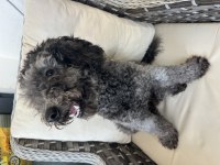 Toy poodle 8 aylık
