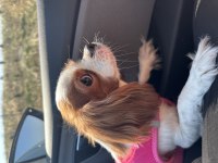 King Charles sahiplendirme