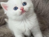 Şecereli Babanın Kaliteli British Longhair Yavruları
