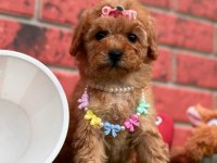 Sevimli Toy Poodle Yavrularımız