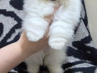 ÜST KALİTE KAR BEYAZ POMERANİAN BOO ERKEK