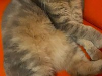 SAHİPLENDİRİLECEK KEDİMİZ