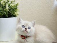 British Shorthair Lynx Point Yavrular