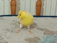 Kanarya erkek dişi