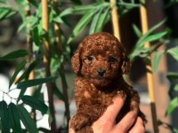 Korean Poodle Yavrularımız
