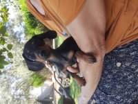 Dacshund yavrularım mevcut A Kalite