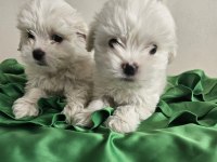 Teacup maltese köpekler