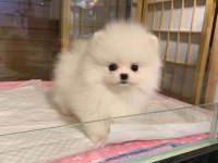 Orjinal Teacüp Pomeranian 