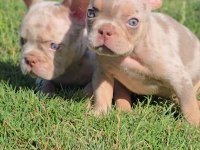 Renkli Gözlü Irk Garantili French Bulldog Yavrularım