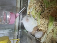 Yavru suriye hamsterları