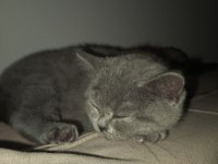 3 aylık dişi british shorthair