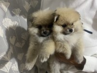Pomeranian boo yavrularımız teslime hazır