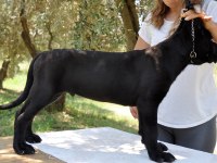 şecere belgeli ırk ve sağlık garantili cane corso yavrular