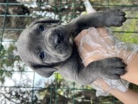 Üst Kalite Irk Garantili Cane Corso Yavrular