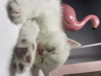 British Shorthair Dişi Yavru