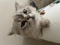 British Longhair Kedimiz