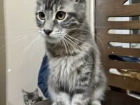 Geleceğin Dev Güzeli Safkan Maine Coon Dişi