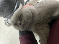 Kedimiz uysaldır