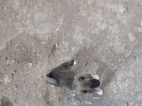 SOYLU SAFKAN ERKEK KANGAL YAVRUSU