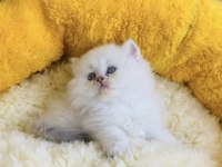 Pamuk şekerleri British Longhair bebekleirm 