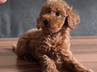 Teacup toy poodle yavrularımız