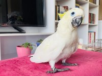 TRİTON SÜLFÜR KAKADU YAVRUSU BEBEK PAPAĞAN