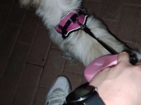 Safkan Dişi Shih Tzu Evayı Sahiplendiriyorum