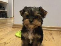 Yorkshire terrier yavru