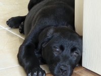Labrador Melez Yavru