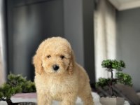 ÇEŞİT ÇEŞİT LABRADOODLE BEBEKLER MİYATÜR DEV