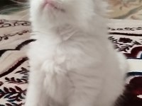 Köpük balım scottish fold