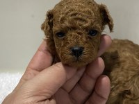Teacup kore kan 1 aylık poodle yavrular