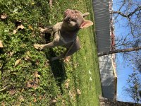 NEW SHADE IZABELLA TAN FRENCH BULLDOG