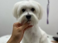 Maltese terrier tüm aşıları tamdır çipli pasaportlu