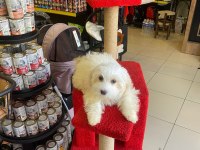 Maltese terrier yavrular
