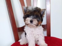 Yorkshire Terrier Ve Biweryork Yavrular