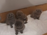 Safkan scottish fold yavru kediler