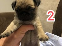 Muhteşem Pug Mops Bebek Köpekler