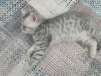 Güzellik abidesi british shorthair kedimiz