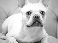LİLAC TAN PLATINUM FRENCH BULLDOG KÖPEĞİMİZ