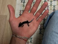 Black nghıt leopard gecko