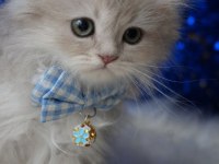 Safkan blue golden british bebek