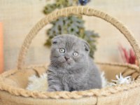 Duman Grisi Scottish Fold Shorthair 